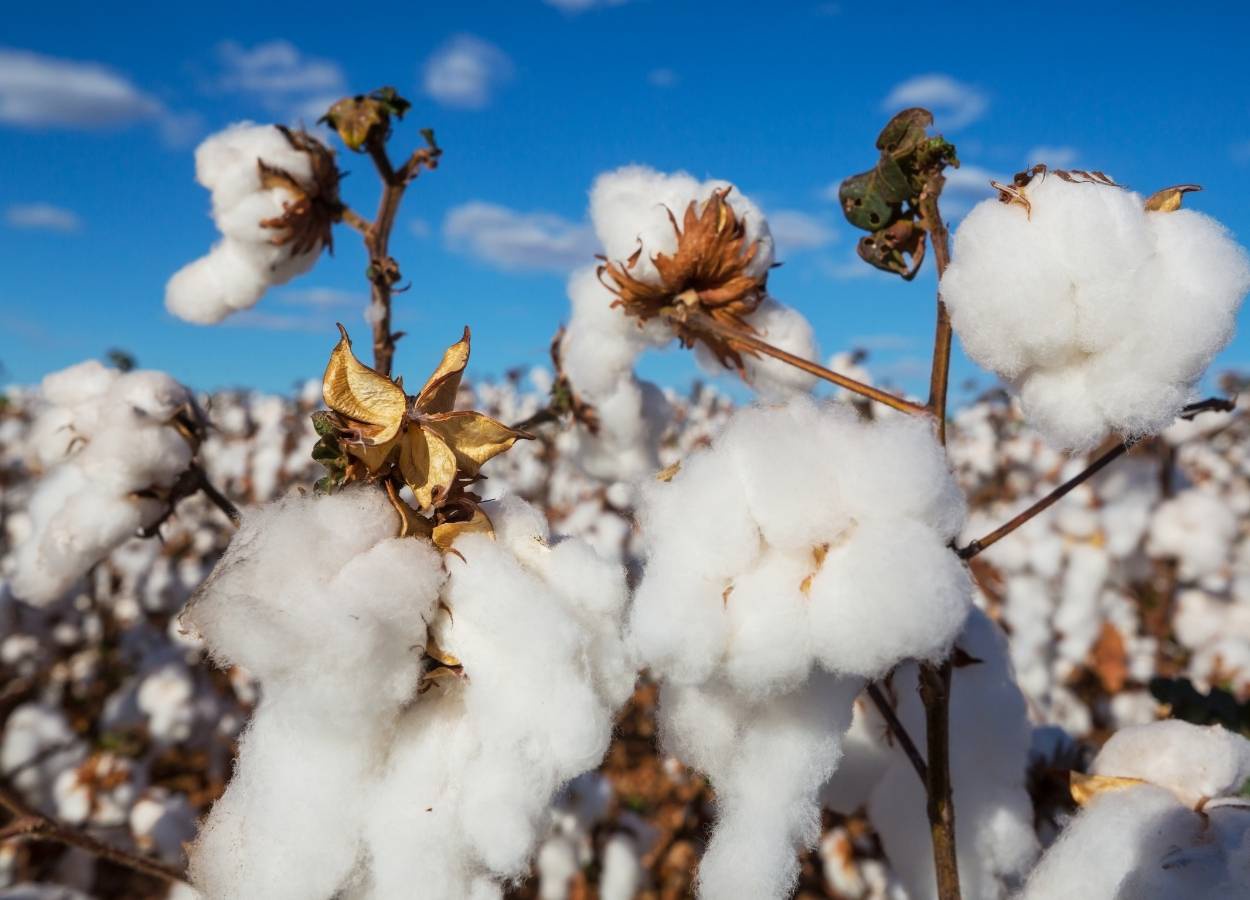 Anea eleva estimativa da safra de algodão 2025/26