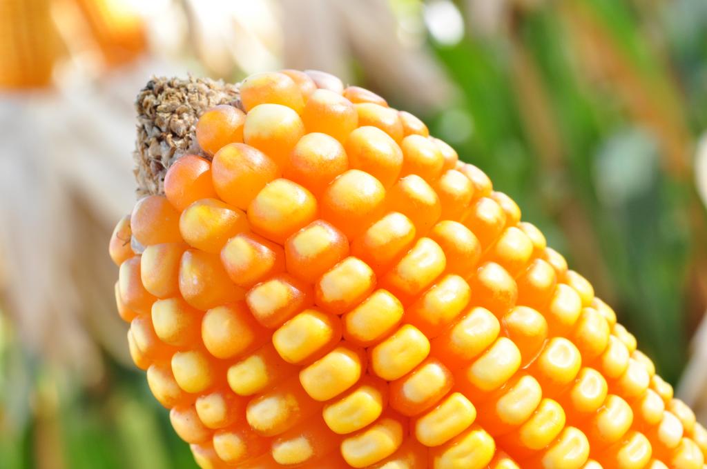 ​Área plantada no Brasil com milho transgênico permanece estável