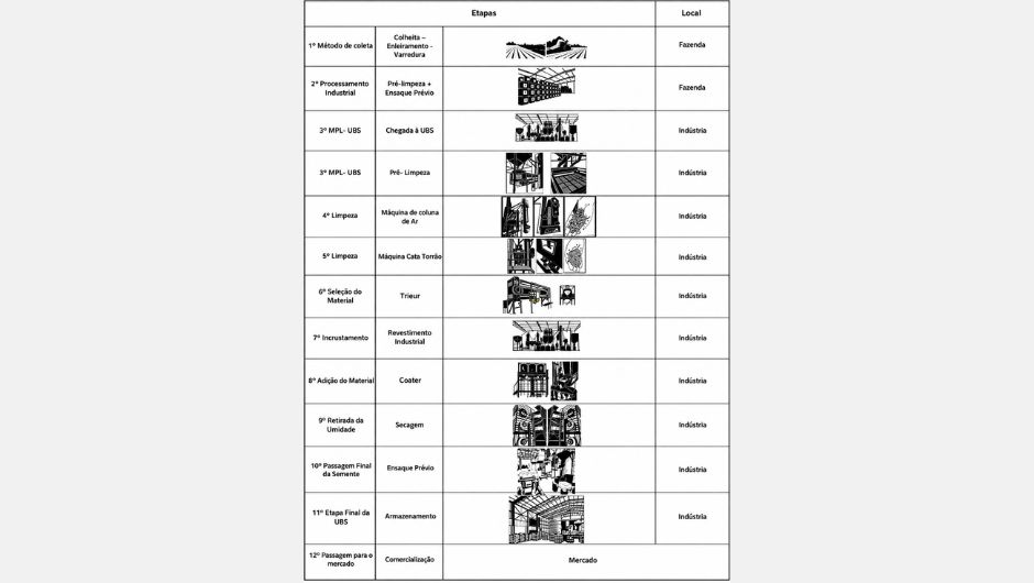 Figura 2: fluxograma da produção, colheita e beneficiamento das sementes de brachiária