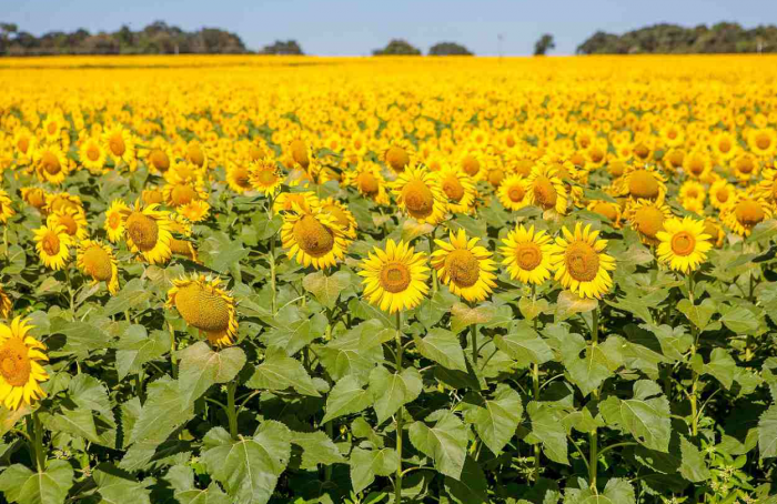 Deadline for sunflower sowing ends on March 31st in Goiás