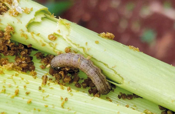 Ataques ao milho por Spodoptera frugiperda exigem manejo