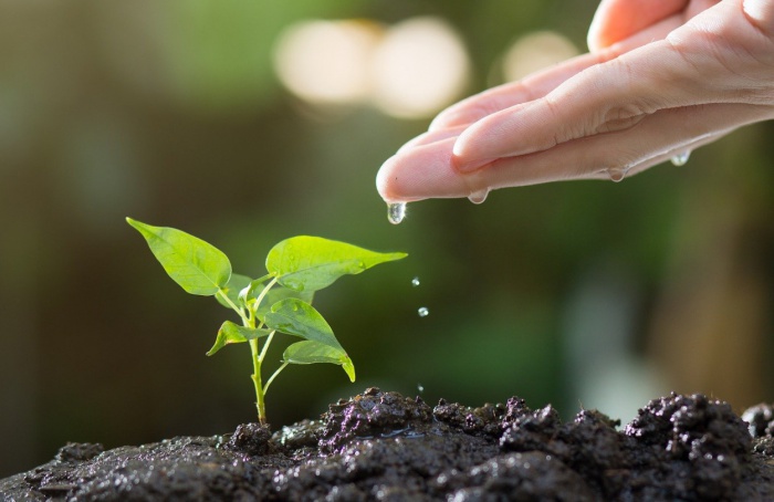 Agricultura regenerativa ganha espaço nos Estados Unidos