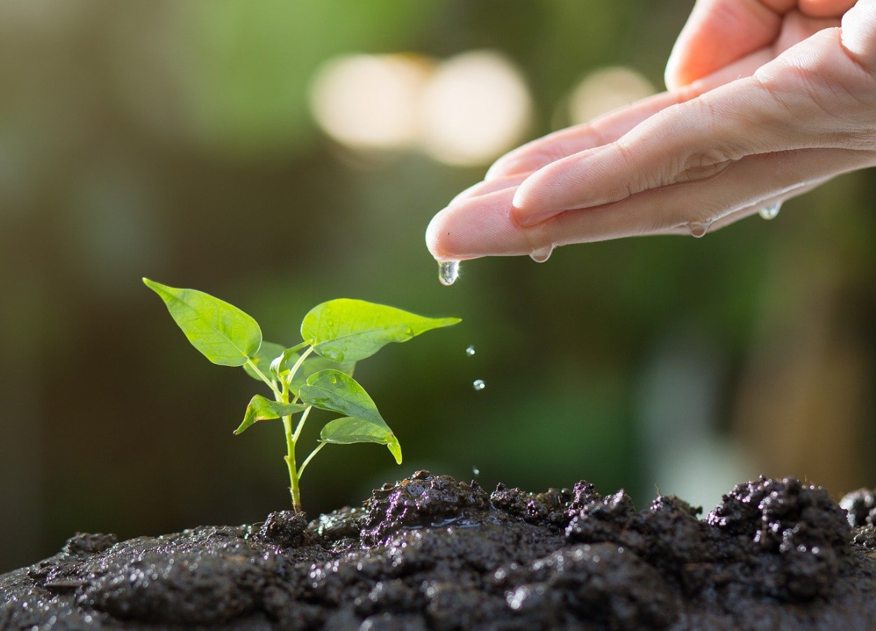 Estudo revela que dinheiro não é o único fator para a adesão ou rejeição a programas relacionados ao mercado de carbono; muitos agricultores veem o aprimoramento da saúde do solo como uma forma de melhorar sua qualidade de vida