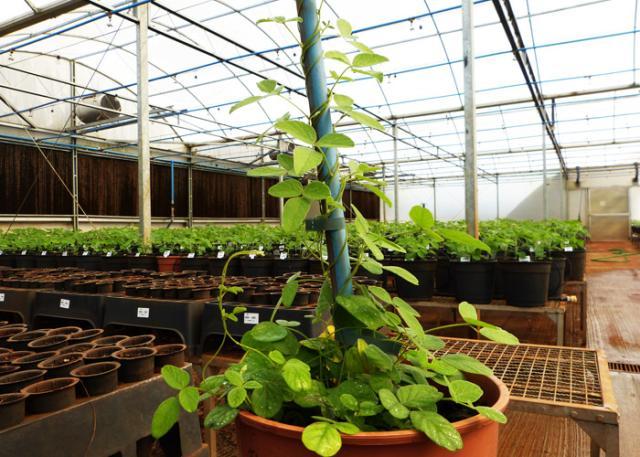 Soja selvagem é cultivada pela primeira vez no Brasil