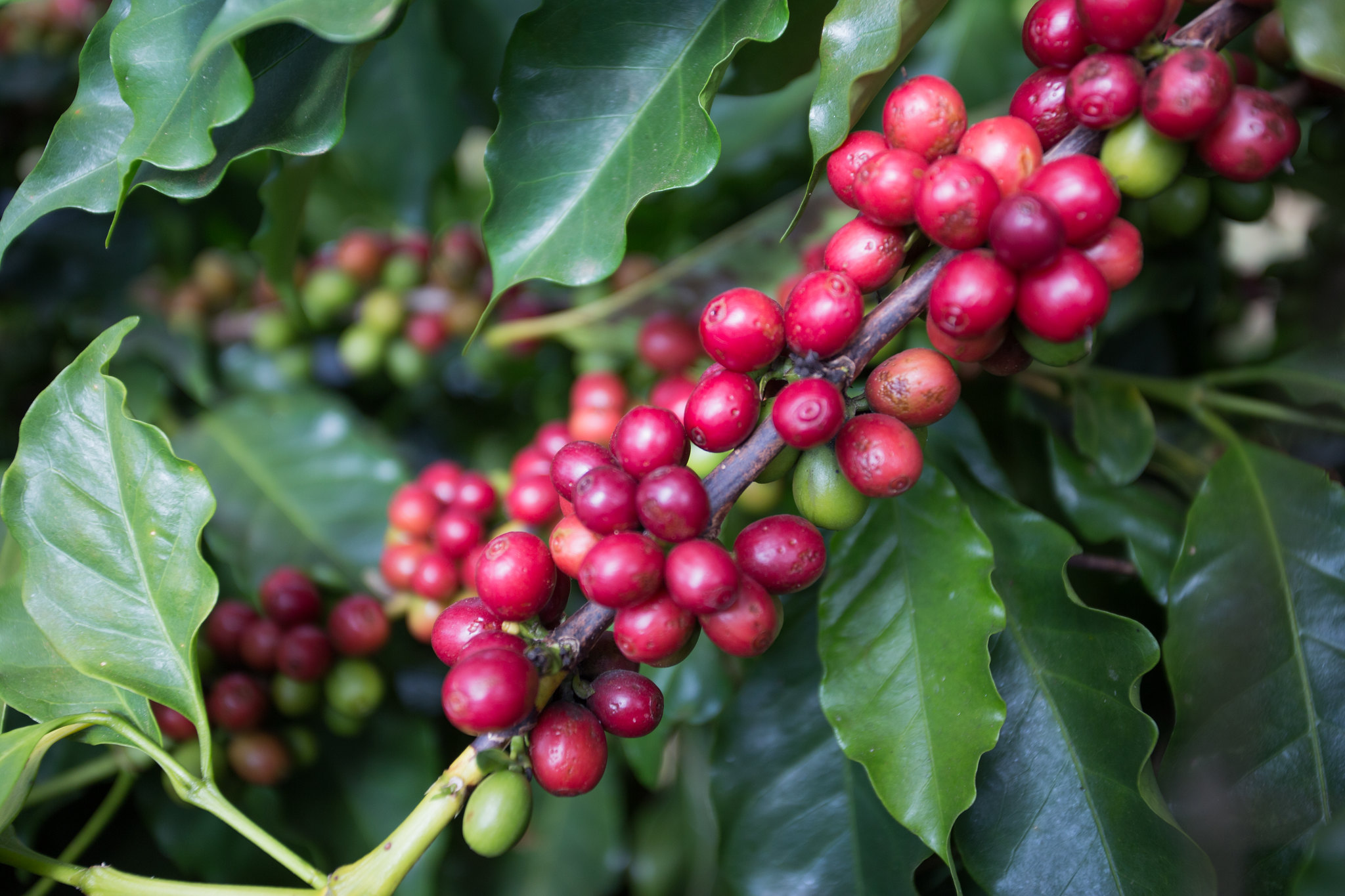 Altas temperaturas estão levando à revisão da produção de café