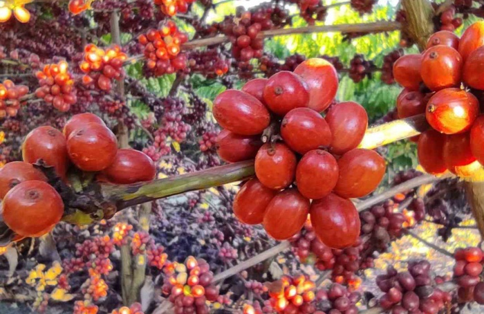 Brasil tem potencial para ser líder no café robusta
