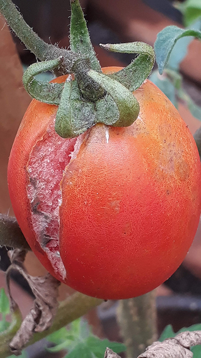Fruto de tomateiro com rachadura provocada pela incidência do microácaro.