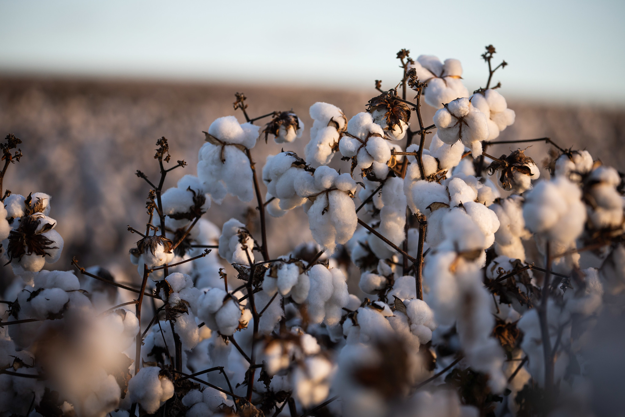 Estimativa é de aumento na produção brasileira de algodão em 2023