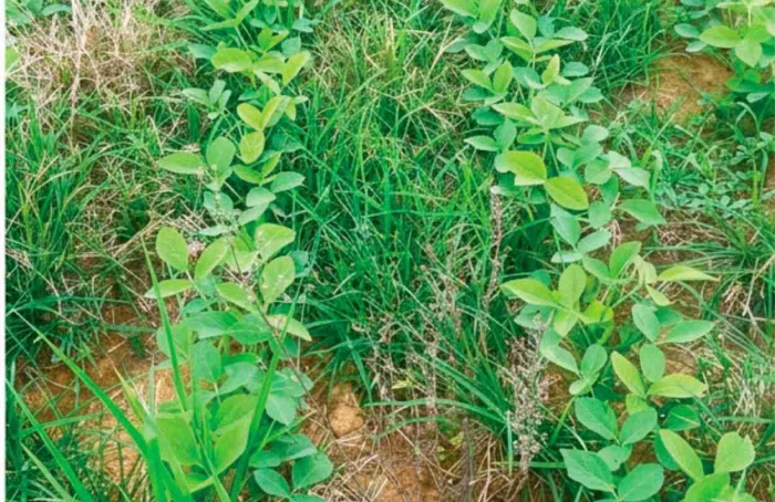 Thunder®: um novo mecanismo de  ação para ampliar o manejo de  plantas daninhas resistentes