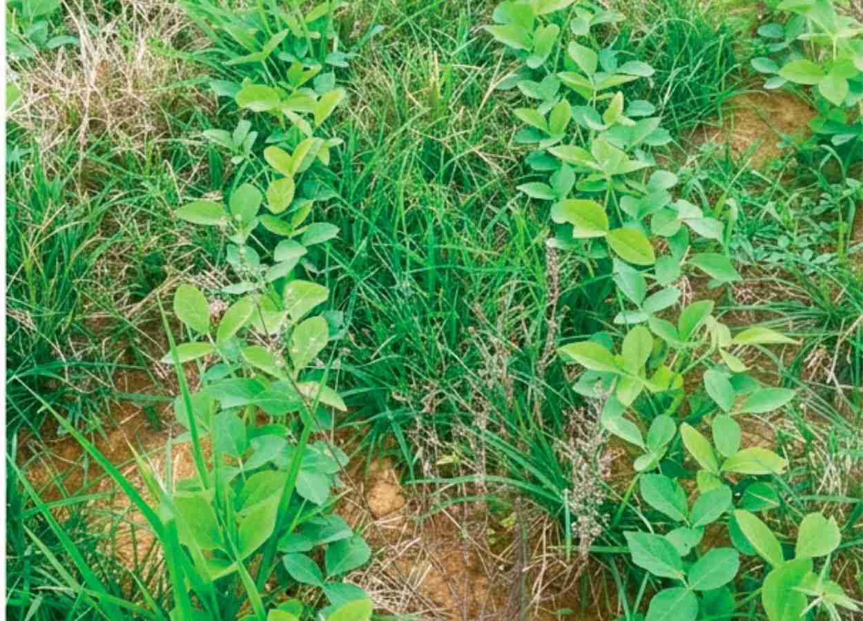 Thunder®: um novo mecanismo de  ação para ampliar o manejo de  plantas daninhas resistentes