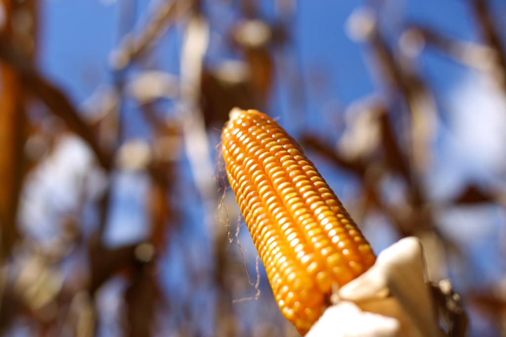 Bayer apresenta soluções para proteção de cultivos orgânicos