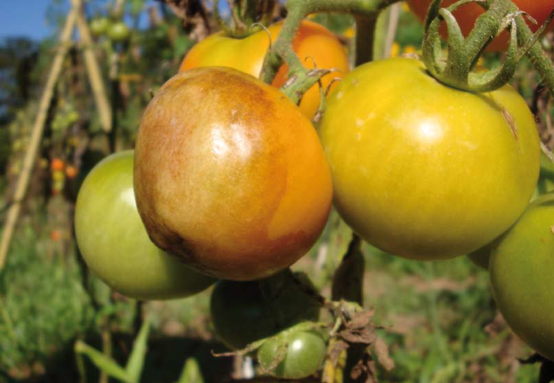 Vilã temida: a requeima do tomate