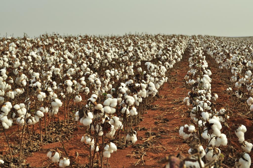Sumitomo foca no gerenciamento da colheita e na qualidade da fibra do algodão