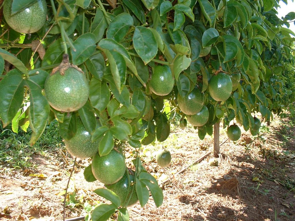 Embrapa lança livro sobre maracujá no Congresso Brasileiro de Fruticultura