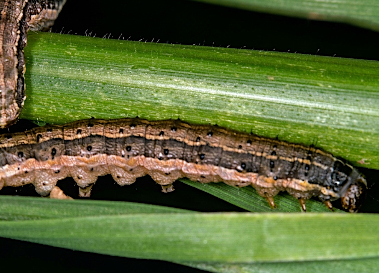 Foto:&nbsp;Frank Peairs / Colorado State University - Bugwood