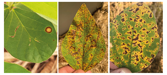 Figura 1 - Sintomas de Cercospora sojina (a), Cercospora kikuchii (b) e Septoria glycines (c) nas folhas de soja na safra 2019/2020.