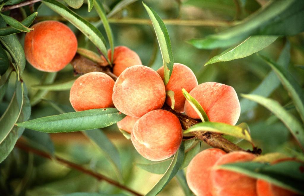 Setor de fruticultura espera aumento de consumo de frutas, legumes e verduras em pelo menos 15%, no Brasil