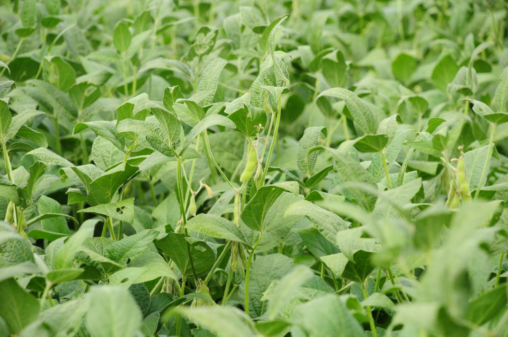 Estudo da Conab revela fatores que determinam o custo de produção da soja