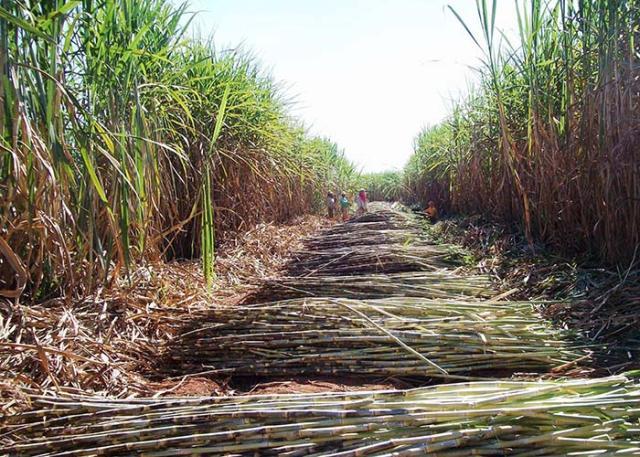 Pesquisa viabiliza produção de biofertilizantes para cana e milho