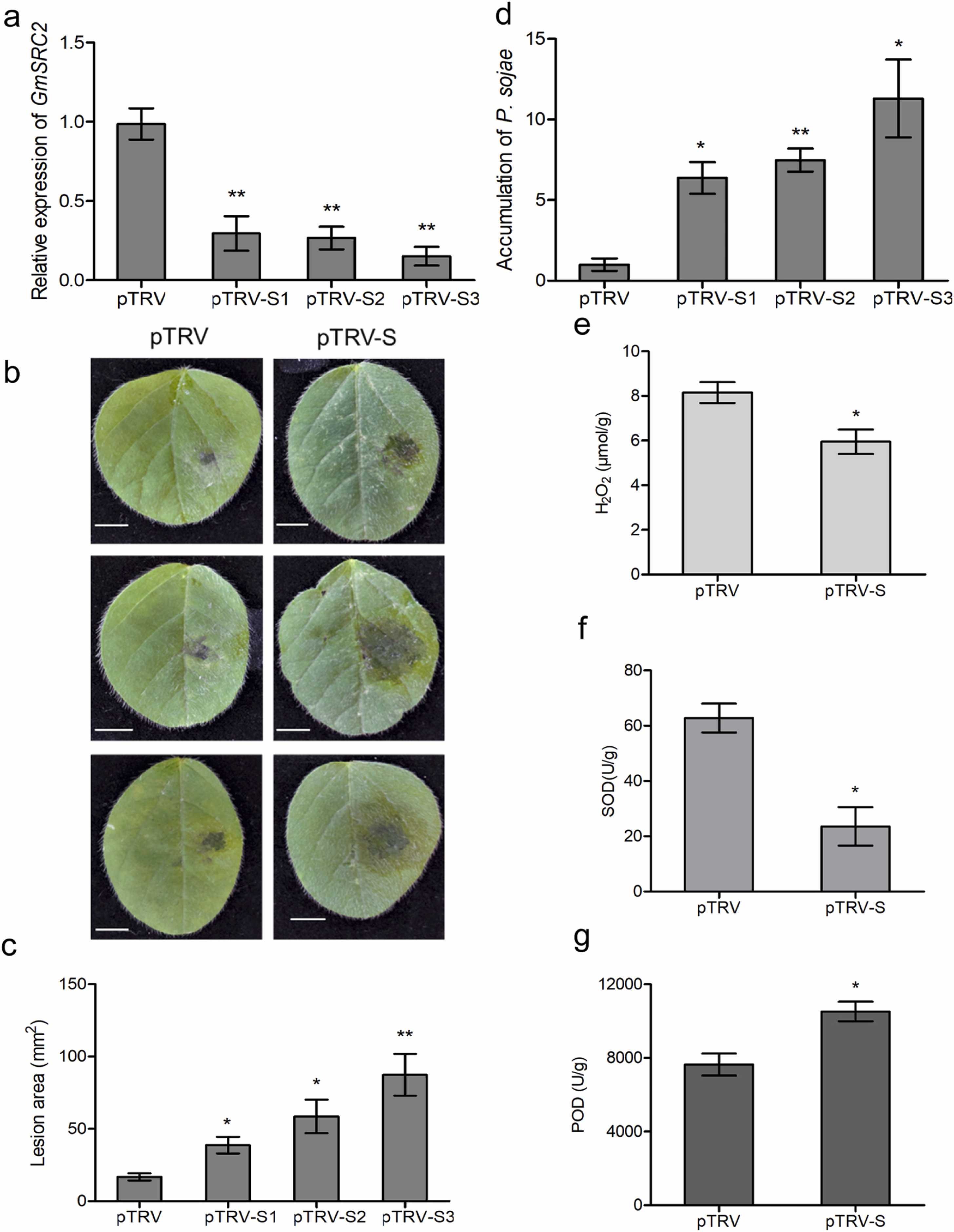 O silenciamento de <i>GmSRC2</i> diminui a resistência da soja a <i>P. sojae</i>. <b>(a)</b> A expressão relativa de GmSRC2 em folhas de soja VIGS-vazias e silenciadas com GmSRC2. Folhas de plantas com três semanas de idade foram usadas para detectar a eficiência do silêncio por RT-qPCR. <b>(b)</b> Fenótipos representativos de folhas silenciadoras de GmSRC2 após infecção por P6497 a 24 hpi. pTRV: Jack infectado com pTRV. pTRV-S: Jack infectado com pTRV-GmSRC2. Barra de escala, 5 mm. <b>(c)</b> Áreas de lesão de folhas inoculadas. As áreas de lesão foram medidas usando o software ImageJ a 24 hpi. (Média ± SEM, n ≥ 8, n representa o número de amostras, teste t de Student, asteriscos representam diferenças estatisticamente significativas, *P &lt; 0,05; **P &lt; 0,01). <b>(d)</b> O acúmulo de <i>P. sojae</i> em folhas inoculadas com pTRV e pTRV-S a 24 hpi foi detectado por RT-qPCR. PsTEF e GmCons 4 foram usados ​​como controle interno de <i>P. sojae</i> e interno de soja, receptivamente. <b>(e)</b> O conteúdo de H2O2. <b>(f)</b> A atividade de SOD. <b>(g)</b> A atividade de SOD. As amostras foram coletadas de folhas de pTRV e pTRV-S após infecção por <i>P. sojae</i> a 24 hpi. Os experimentos foram repetidos três vezes