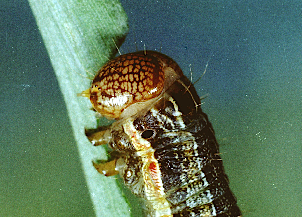 Foto: Clemson University - USDA