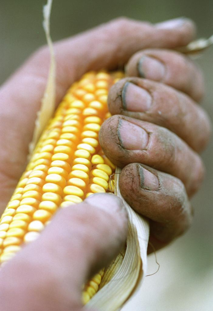 Área de milho é preparada, apesar de incertezas do mercado e do clima