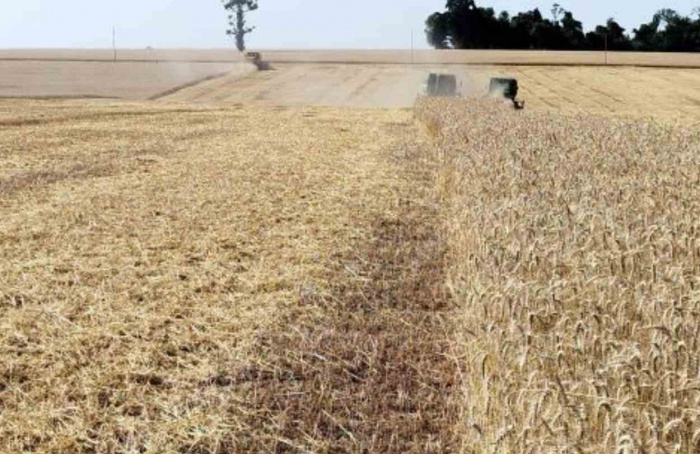 RS Safra 2025/26: colheita do trigo é finalizada no estado