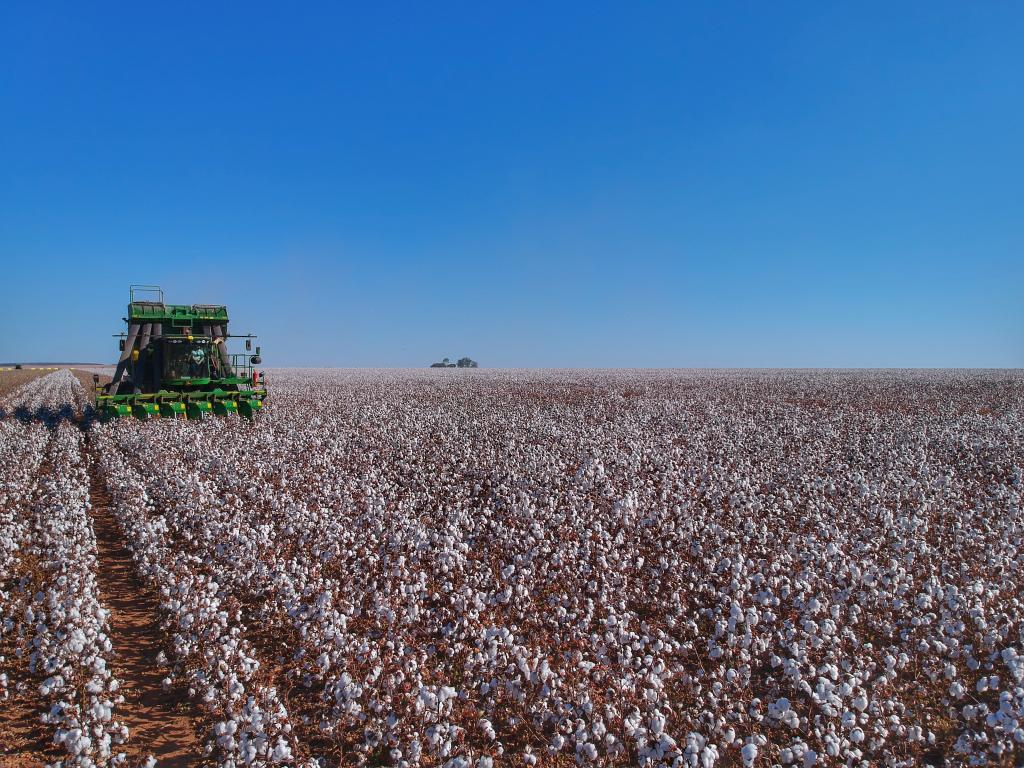 Ferramenta de gestão contribui para controle da produção e vendas do algodão