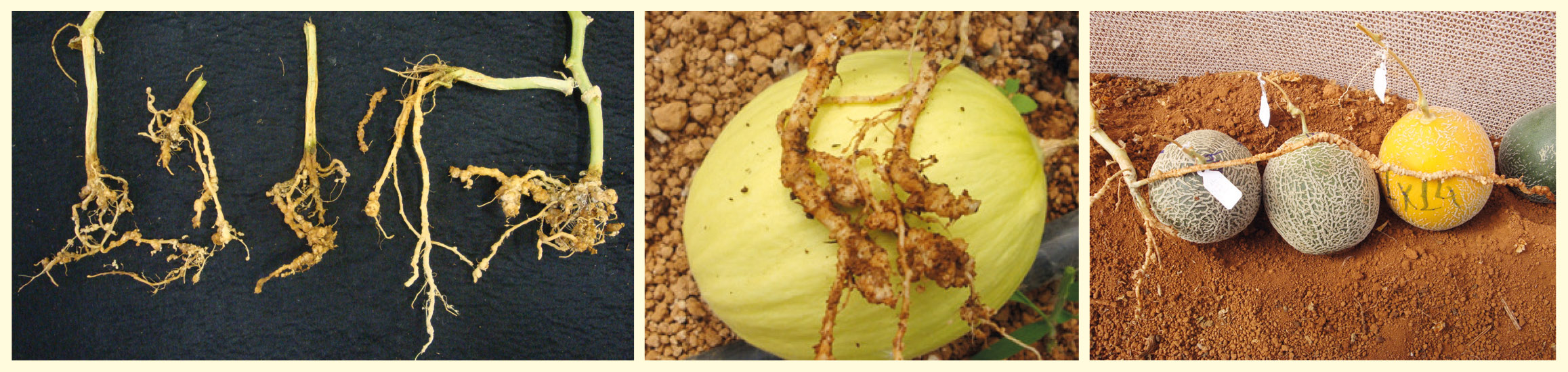 Figura 1 - Sintomas em raízes de melão causados por Meloidogyne javanica cultivado em cultivo protegido. A e B: Galhas em melão pele lisa; C: Galhas em raízes de melão pele de sapo.