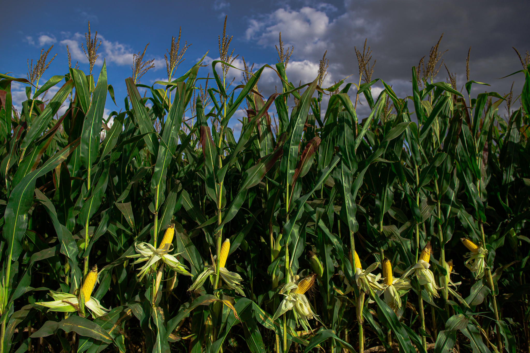 Preços do milho enfrentam intensa liquidação desde julho