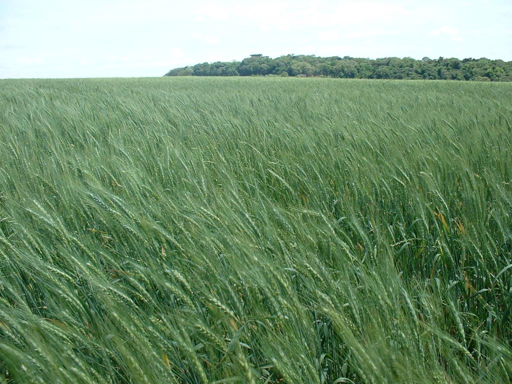 Preço médio do trigo no Paraná é menor do ano
