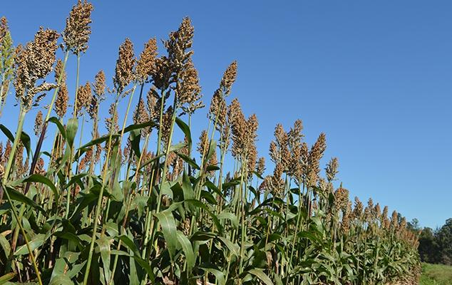 Embrapa lança três cultivares de sorgo durante a 9ª SIT