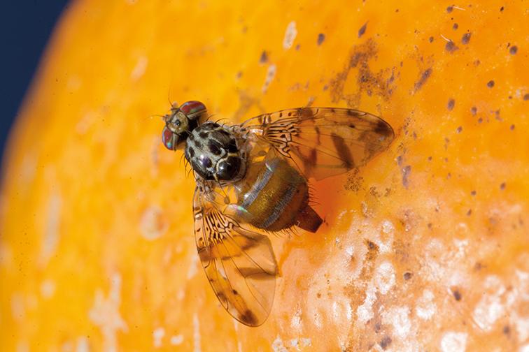 Picada De Mosca Da Fruta Picada De Mosca Da Fruta