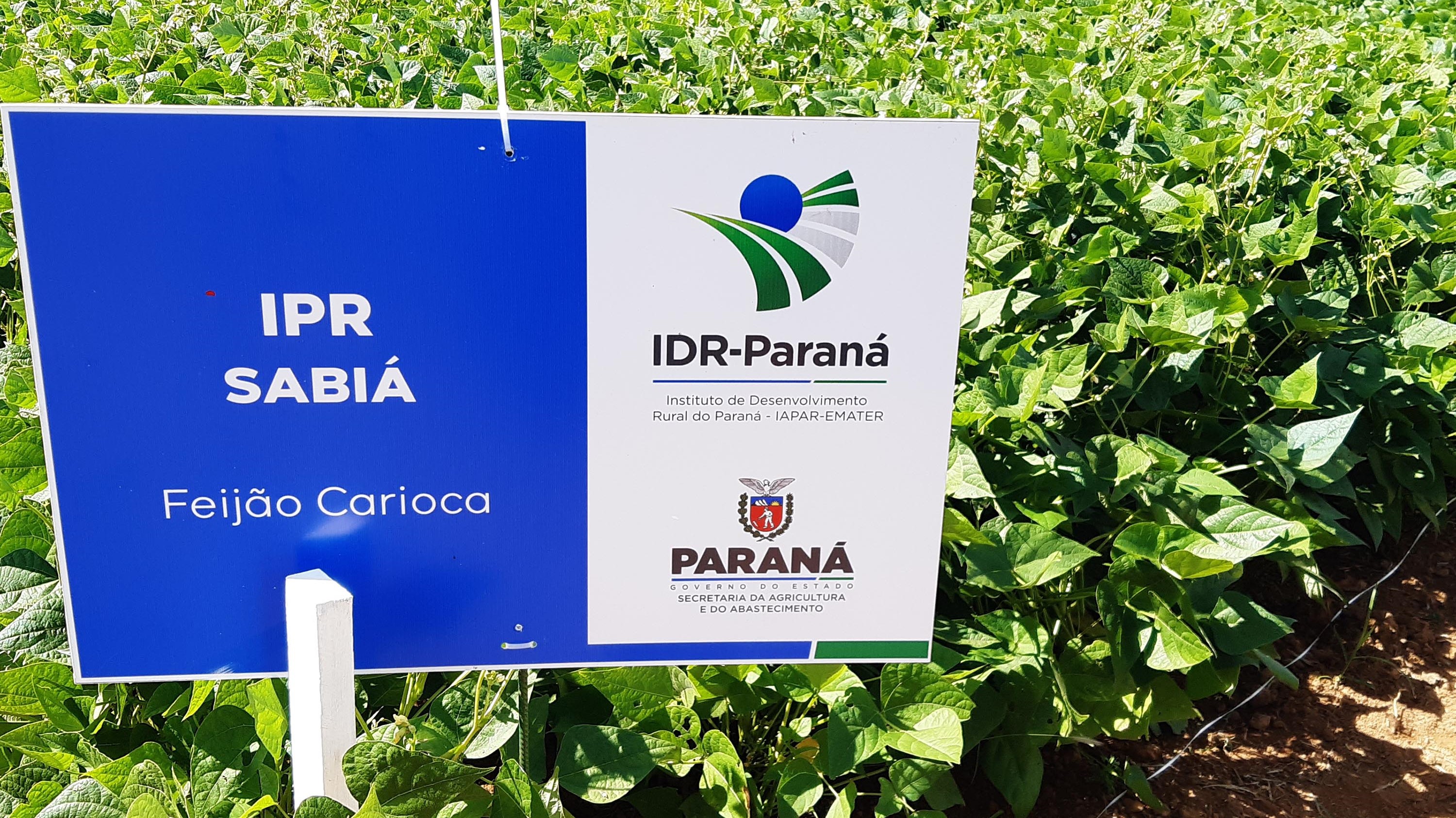 IDR-Paraná is responsible for two of the most commercialized bean cultivars in Brazil