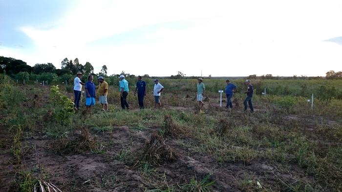 Cultivo de feijão em sistema agroecológico é testado no MT