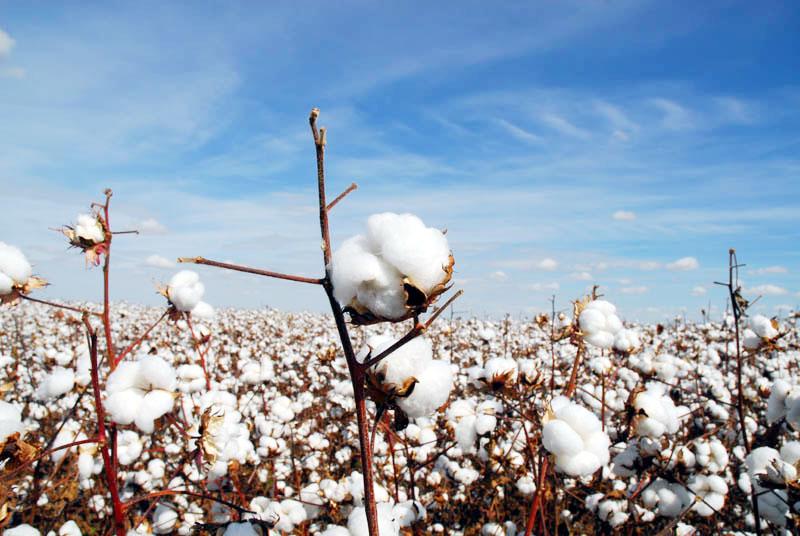 Agricultores batem recorde de produção de algodão na Bahia