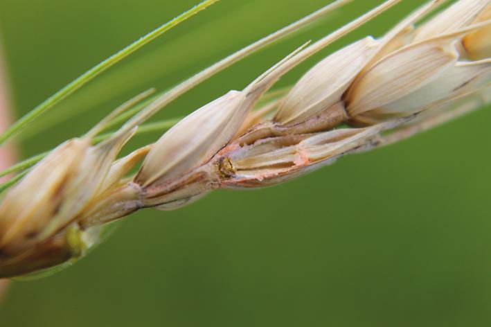 Efeitos do clima no manejo da giberela no trigo