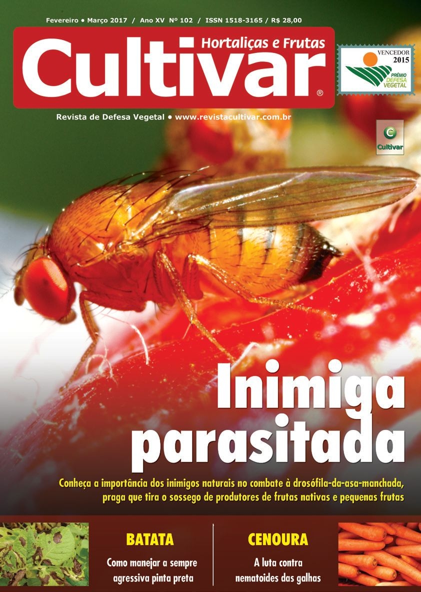 Inimiga parasitada: Importância dos inimigos naturais no manejo da drosófila-da-asa-manchada