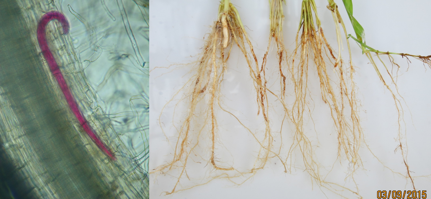 Figure 3 - Millet root cultivar ADR 300 inoculated with 50 specimens of Helicotylenchus dihystera, 70 days after inoculation. Helicotylenchus dihystera inside ADR 300 millet roots, 70 days after inoculation. Photos: Santino A. da Silva and Priscila M. Amaro.