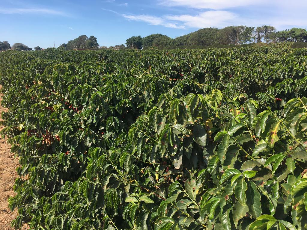 Planejamento pós-colheita do café ajudará a compensar elevação dos custos de produção