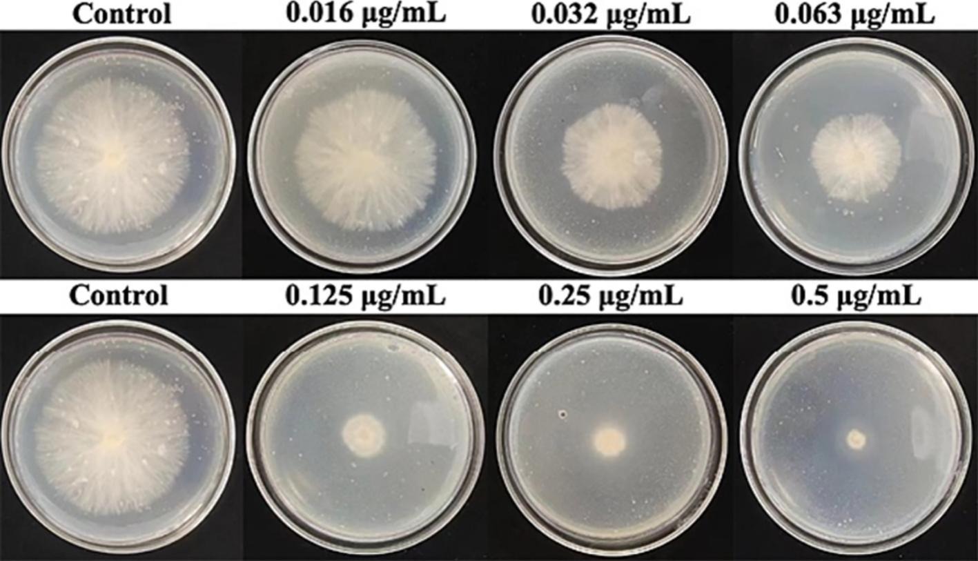 Morfologia da colônia de <i>S. rolfsii</i> tratada com várias concentrações de tifluzamida em placas de PDA