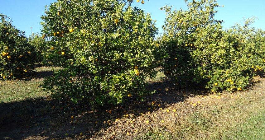 Safra 2019/20 teve a maior taxa de queda de frutos de citros