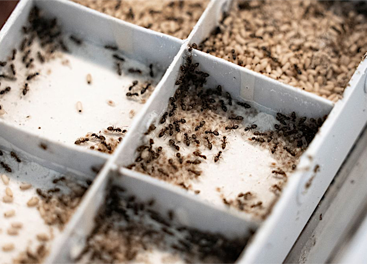 As formigas operárias organizam as crias da colônia em câmaras de ninho separadas. As larvas, que eclodiram dos ovos e requerem cuidados frequentes, são agrupadas e alimentadas regularmente. As pupas, por outro lado, não se alimentam e são protegidas da dessecação por seus casulos, necessitando apenas de inspeções ocasionais pelas operárias