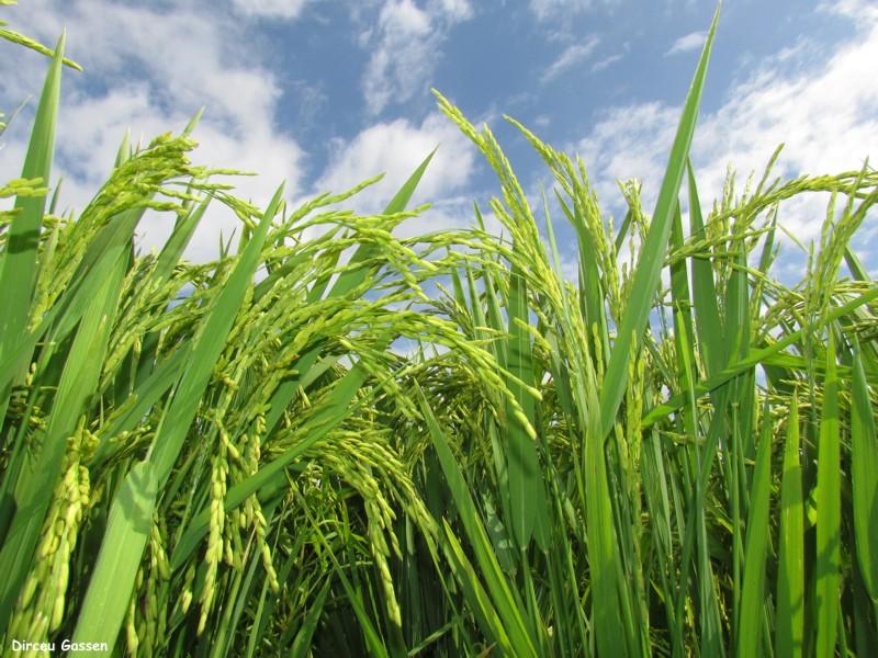 Com indústria ativa e vendedor recuado, indicador de arroz sobe em março