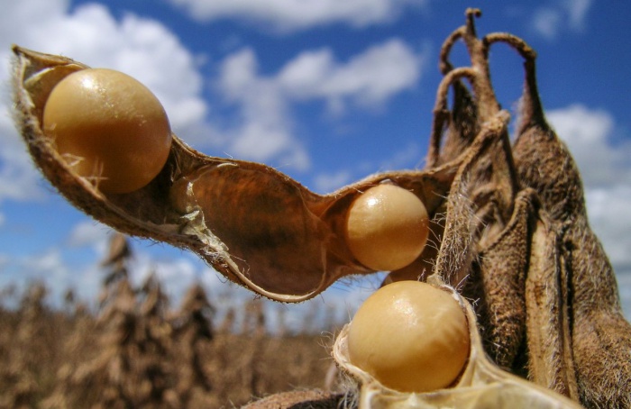 Numbers closed by Abiove confirm records for soybeans in 2023