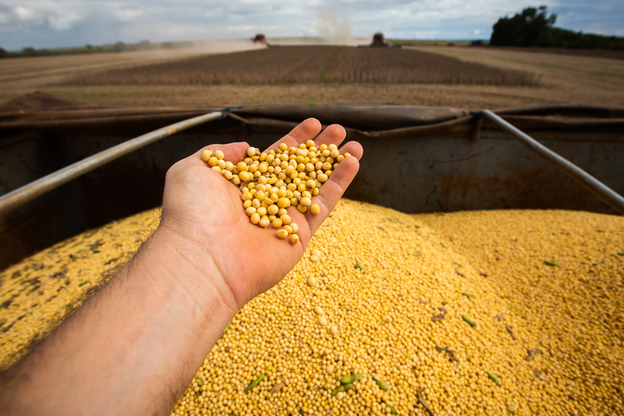 Produção de grãos em Rondônia na safra 2022/2023 deve alcançar 3,3 milhões de toneladas