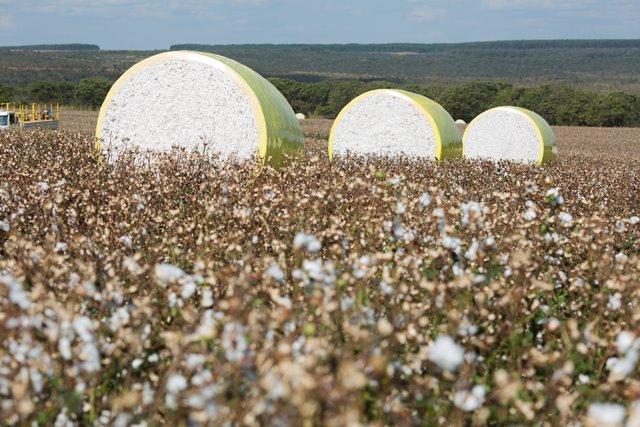 Goiás colhe 90,98% do algodão safra 2020/2021