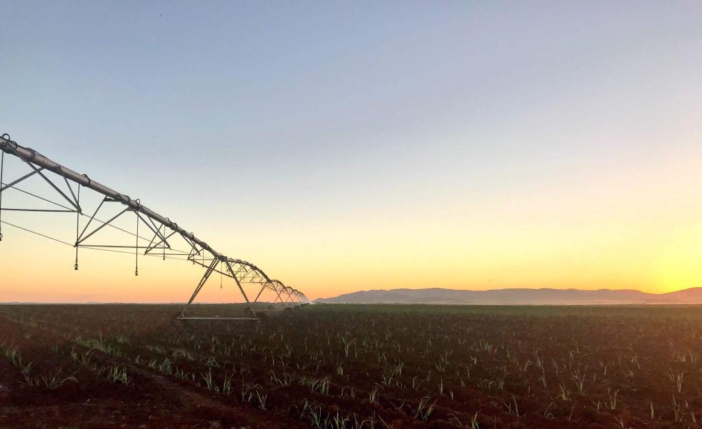 Irrigação possibilita cultivo de cana-de-açúcar convencional e orgânica o ano todo