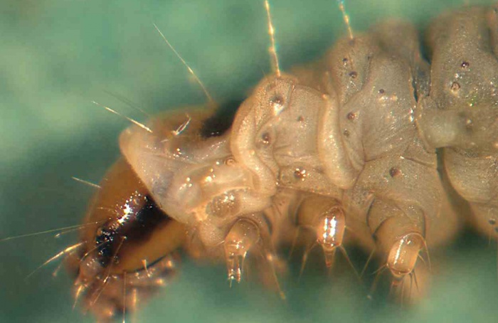 Silenciamento do gene Akt compromete muda da traça-do-tomateiro