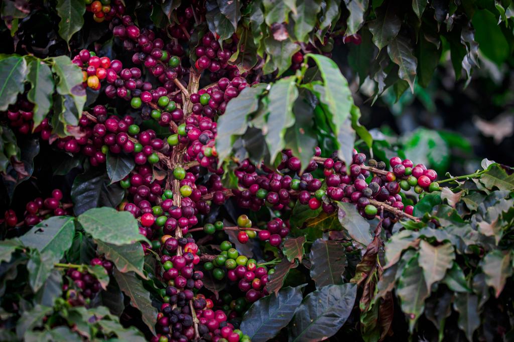 No fim da colheita da safra 2020/21, preços do café arábica seguem elevados